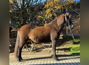 IJslander, Ruin, 12 Jaar, 143 cm, Zwart