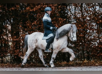 IJslander, Ruin, 12 Jaar, 144 cm, Schimmel