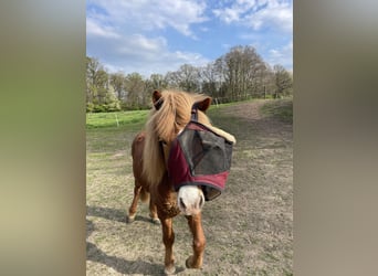 IJslander, Ruin, 12 Jaar, 145 cm, Vos