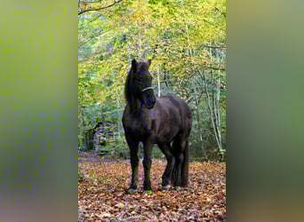 IJslander, Ruin, 12 Jaar, 150 cm, Zwart