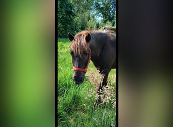 IJslander, Ruin, 12 Jaar, Zwartbruin
