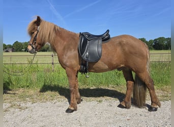 IJslander, Ruin, 13 Jaar, 139 cm, Donkere-vos