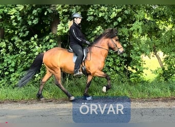 IJslander, Ruin, 13 Jaar, 140 cm, Bruin