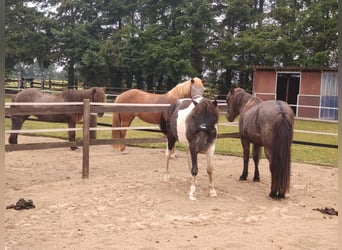 IJslander, Ruin, 13 Jaar, 140 cm, Gevlekt-paard