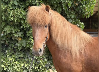 IJslander, Ruin, 13 Jaar, 140 cm, Vos