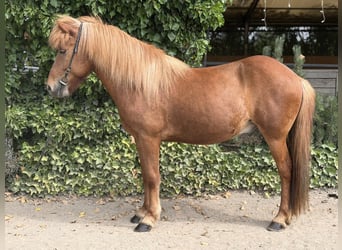 IJslander, Ruin, 13 Jaar, 140 cm, Vos