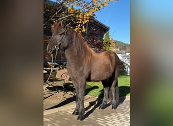 IJslander, Ruin, 13 Jaar, 143 cm, Zwart