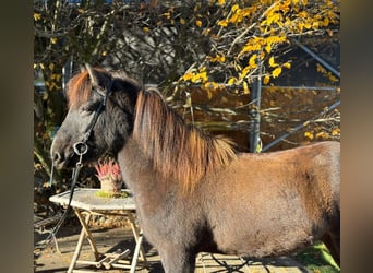 IJslander, Ruin, 13 Jaar, 143 cm, Zwart