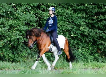 IJslander, Ruin, 13 Jaar, 144 cm, Gevlekt-paard