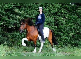 IJslander, Ruin, 13 Jaar, 144 cm, Gevlekt-paard