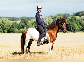 IJslander, Ruin, 13 Jaar, 144 cm, Gevlekt-paard