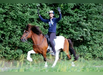 IJslander, Ruin, 13 Jaar, 144 cm, Gevlekt-paard