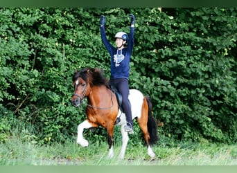 IJslander, Ruin, 13 Jaar, 144 cm, Gevlekt-paard