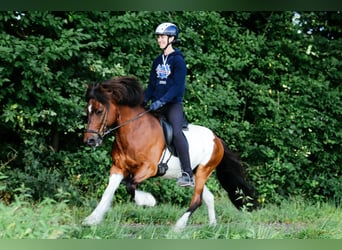 IJslander, Ruin, 13 Jaar, 144 cm, Gevlekt-paard