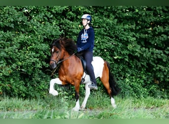 IJslander, Ruin, 13 Jaar, 144 cm, Gevlekt-paard