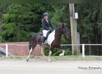 IJslander, Ruin, 13 Jaar, 145 cm, Gevlekt-paard