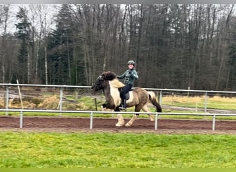 IJslander, Ruin, 14 Jaar, 140 cm, Gevlekt-paard