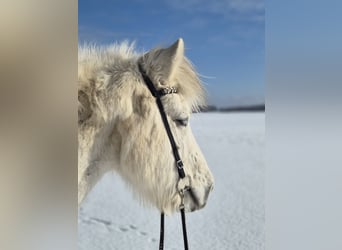 IJslander, Ruin, 14 Jaar, 140 cm, Schimmel