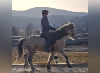 IJslander, Ruin, 14 Jaar, 142 cm, Appelschimmel