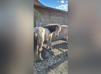 IJslander, Ruin, 14 Jaar, 142 cm, Appelschimmel