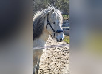 IJslander, Ruin, 14 Jaar, 142 cm, Appelschimmel