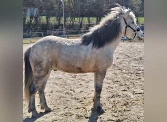 IJslander, Ruin, 14 Jaar, 142 cm, Appelschimmel