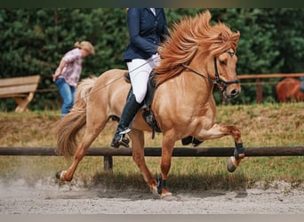 IJslander, Ruin, 14 Jaar, 142 cm, Falbe