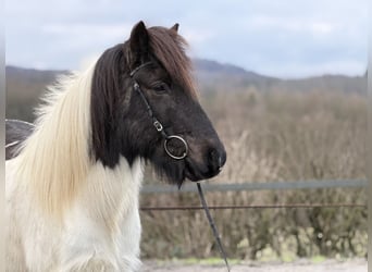 IJslander, Ruin, 14 Jaar, 143 cm, Gevlekt-paard