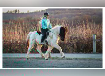 IJslander, Ruin, 14 Jaar, 143 cm, Gevlekt-paard