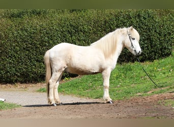IJslander, Ruin, 14 Jaar, 143 cm, Schimmel