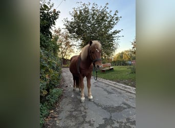 IJslander, Ruin, 14 Jaar, 143 cm, Vos