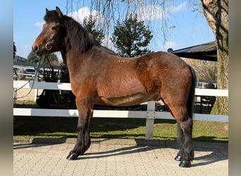 IJslander, Ruin, 14 Jaar, 144 cm, Bruin