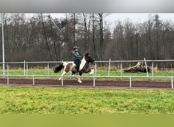 IJslander, Ruin, 15 Jaar, 140 cm, Gevlekt-paard