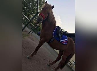 IJslander, Ruin, 15 Jaar, 140 cm, Vos