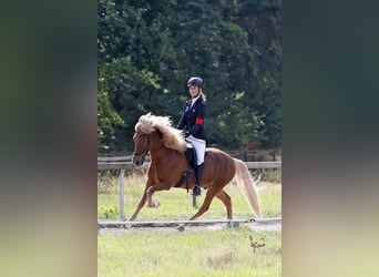 IJslander, Ruin, 15 Jaar, 141 cm, Vos