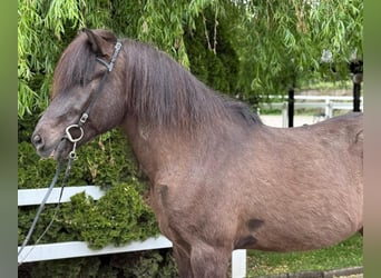 IJslander, Ruin, 15 Jaar, 147 cm, Zwart