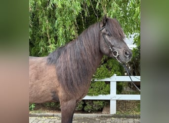 IJslander, Ruin, 15 Jaar, 147 cm, Zwart