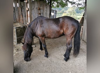 IJslander Mix, Ruin, 15 Jaar, 154 cm, Zwartbruin