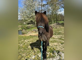 IJslander, Ruin, 17 Jaar, 138 cm, Zwart