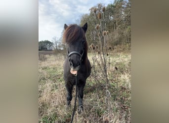 IJslander, Ruin, 17 Jaar, 138 cm, Zwart