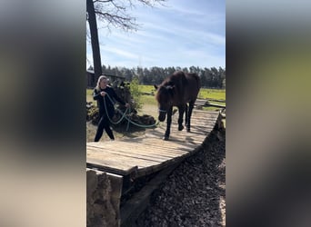 IJslander, Ruin, 17 Jaar, 138 cm, Zwart