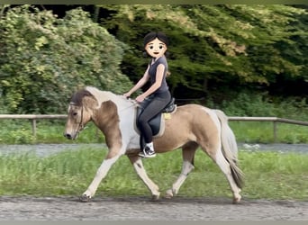 IJslander, Ruin, 17 Jaar, 145 cm, Gevlekt-paard