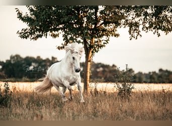 IJslander, Ruin, 17 Jaar, 145 cm, Schimmel