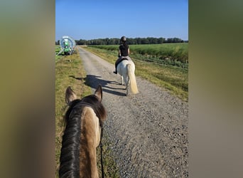 IJslander, Ruin, 17 Jaar, 145 cm, Schimmel