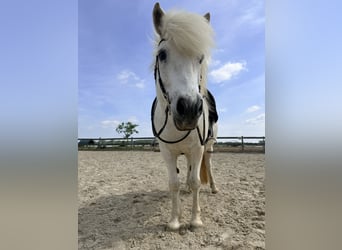 IJslander, Ruin, 17 Jaar, 145 cm, Schimmel