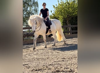 IJslander, Ruin, 17 Jaar, 145 cm, Schimmel