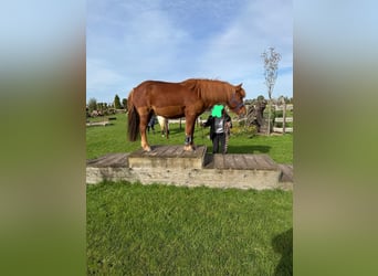 IJslander, Ruin, 18 Jaar, 140 cm, Vos