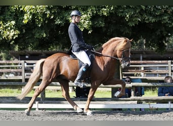IJslander, Ruin, 18 Jaar, 145 cm, Vos