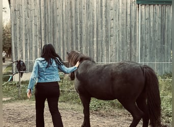 IJslander, Ruin, 19 Jaar, 145 cm, Zwart