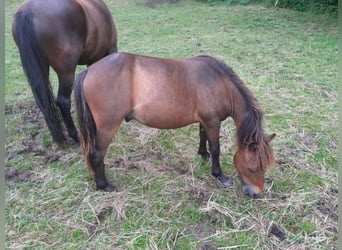 IJslander Mix, Ruin, 1 Jaar, Donkerbruin
